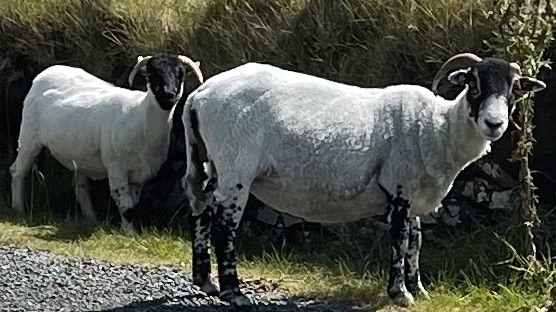 black face sheep